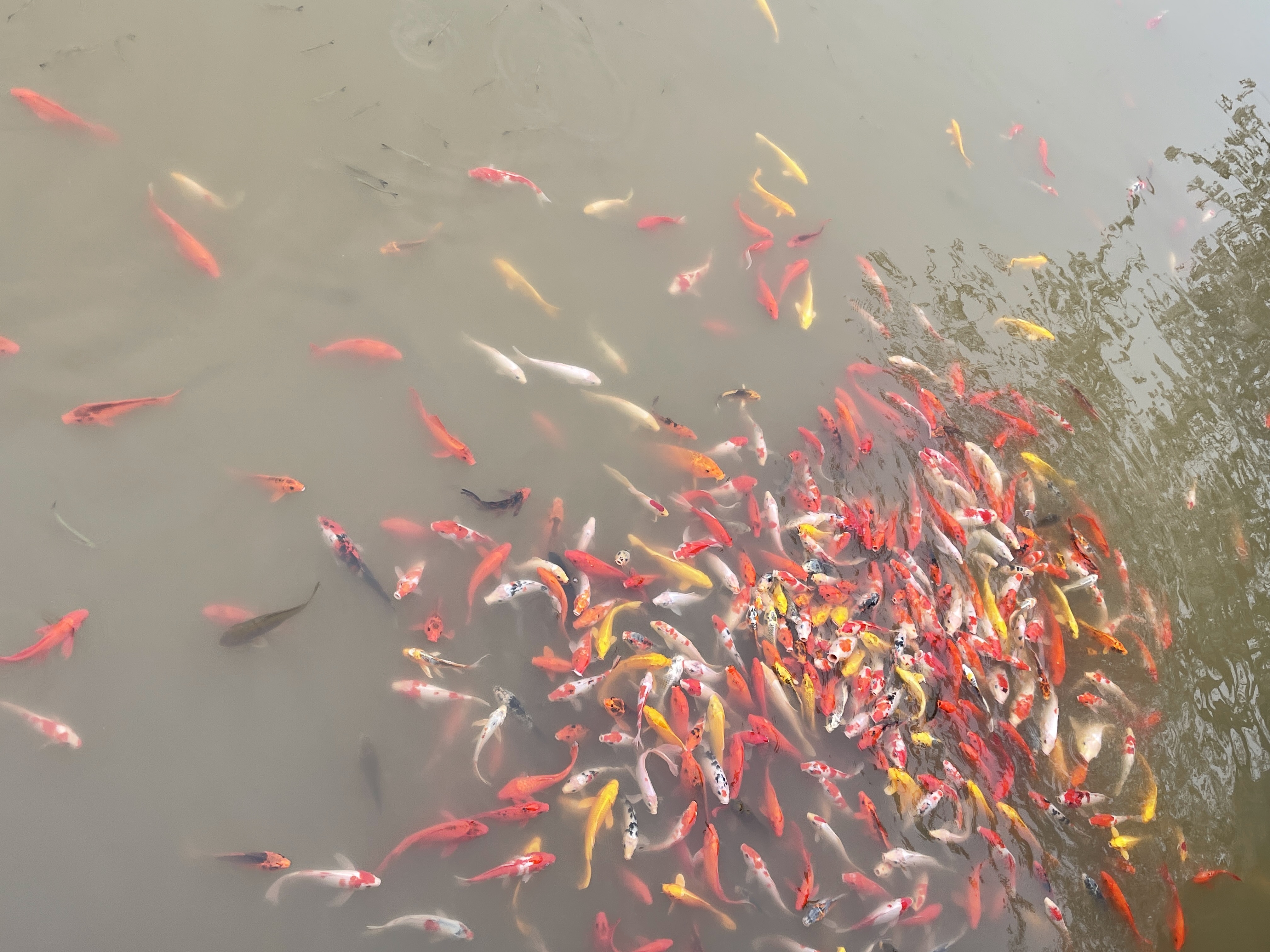 东湖风景照