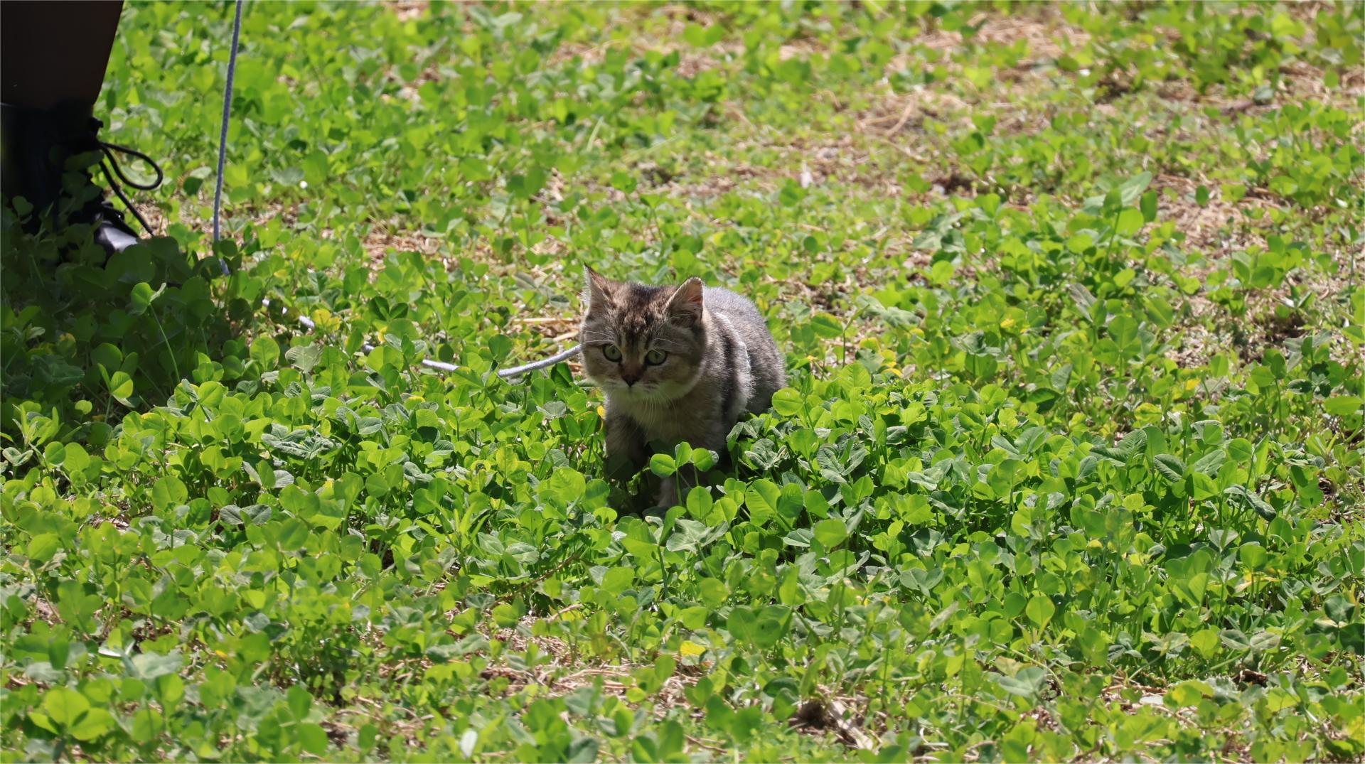踏春遛猫