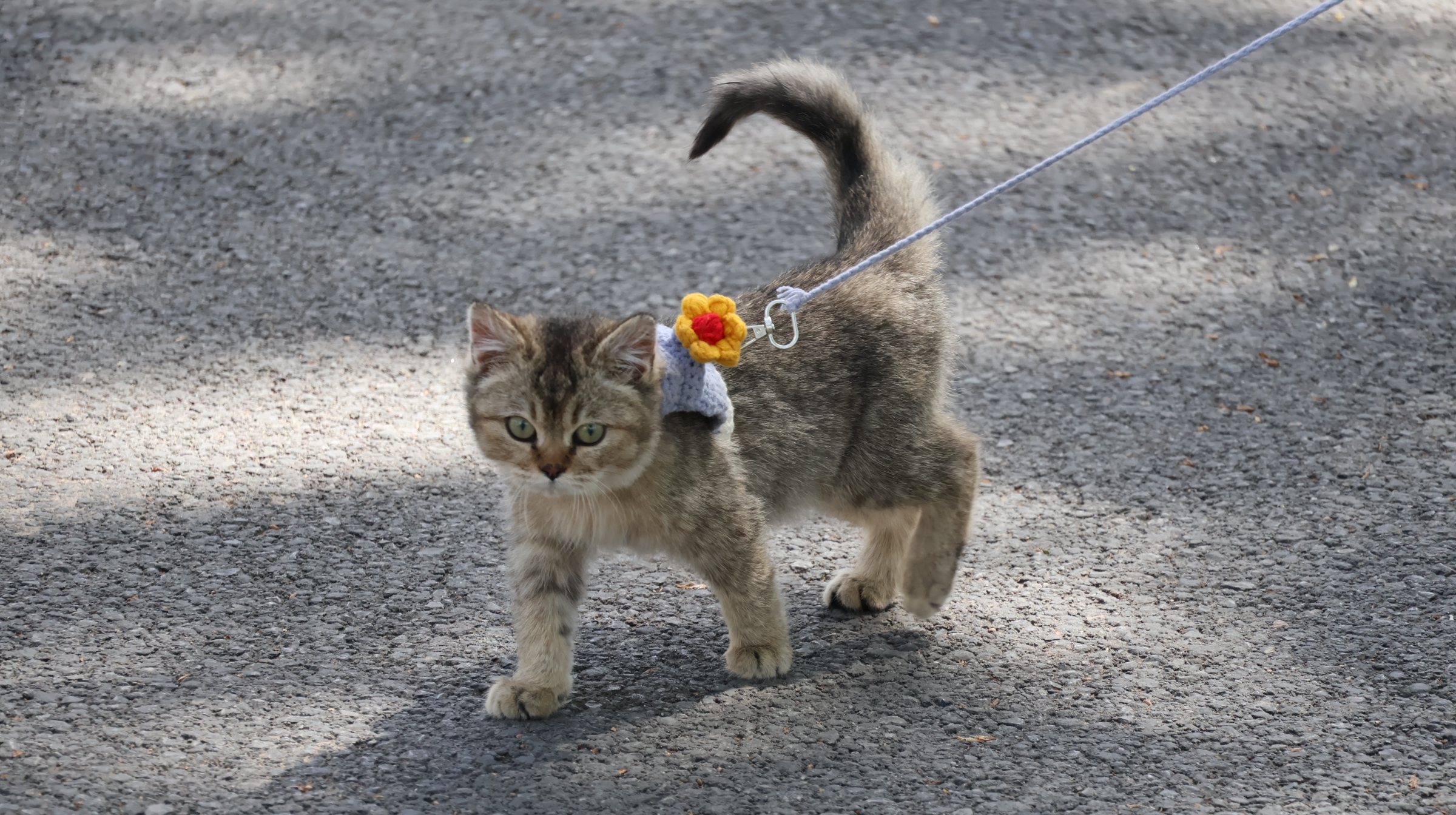 踏春遛猫