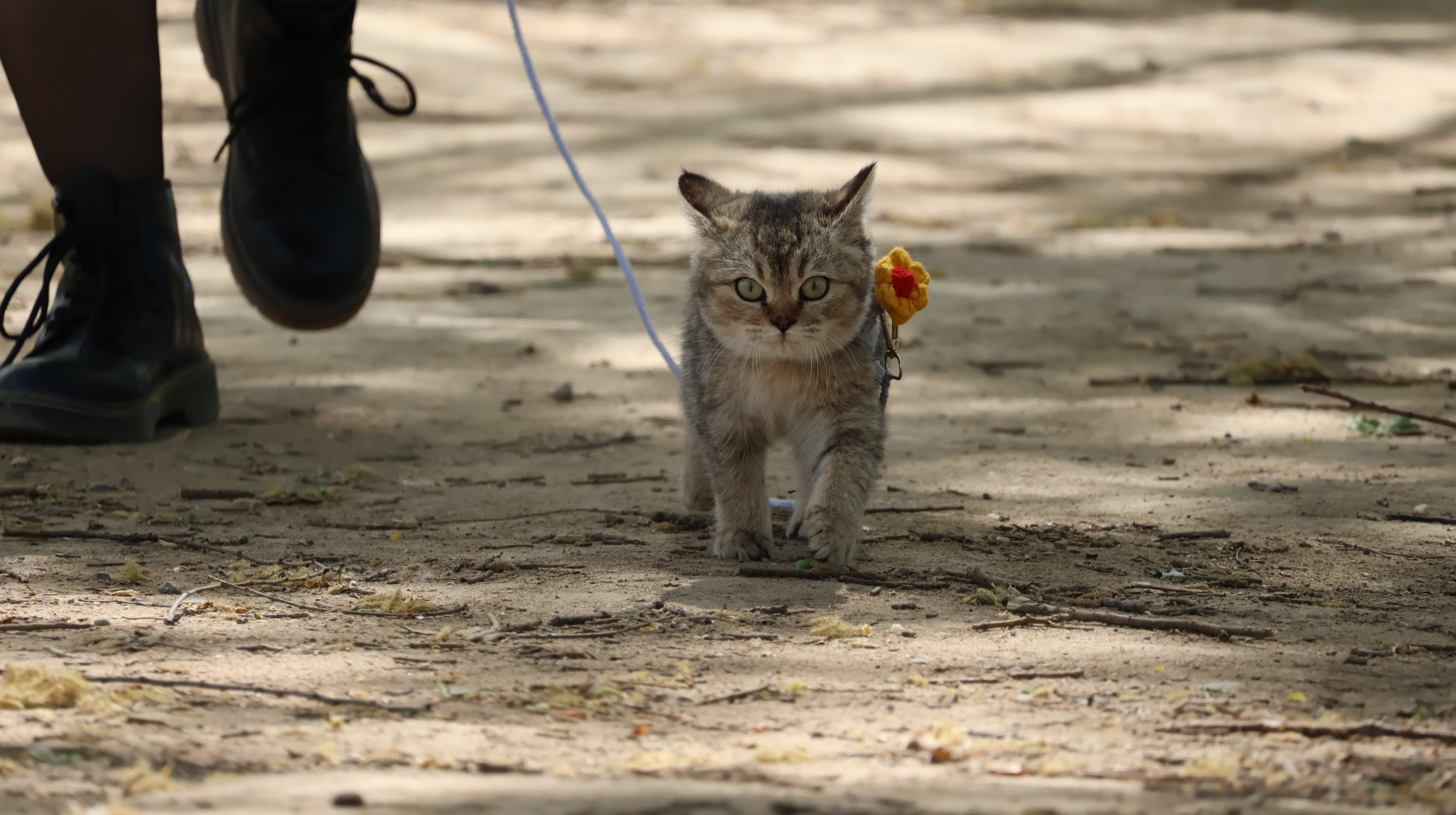 踏春遛猫