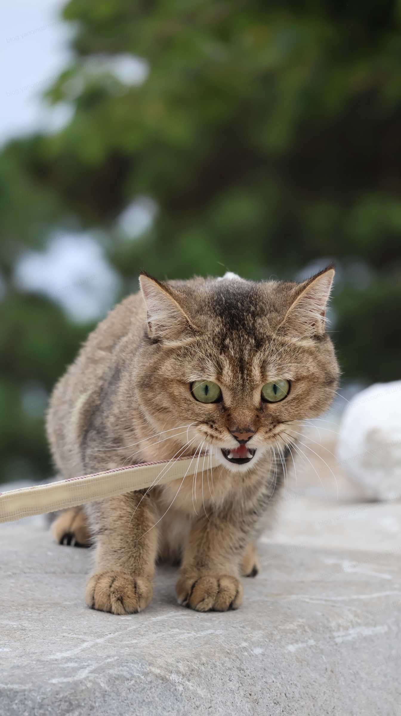 猫片