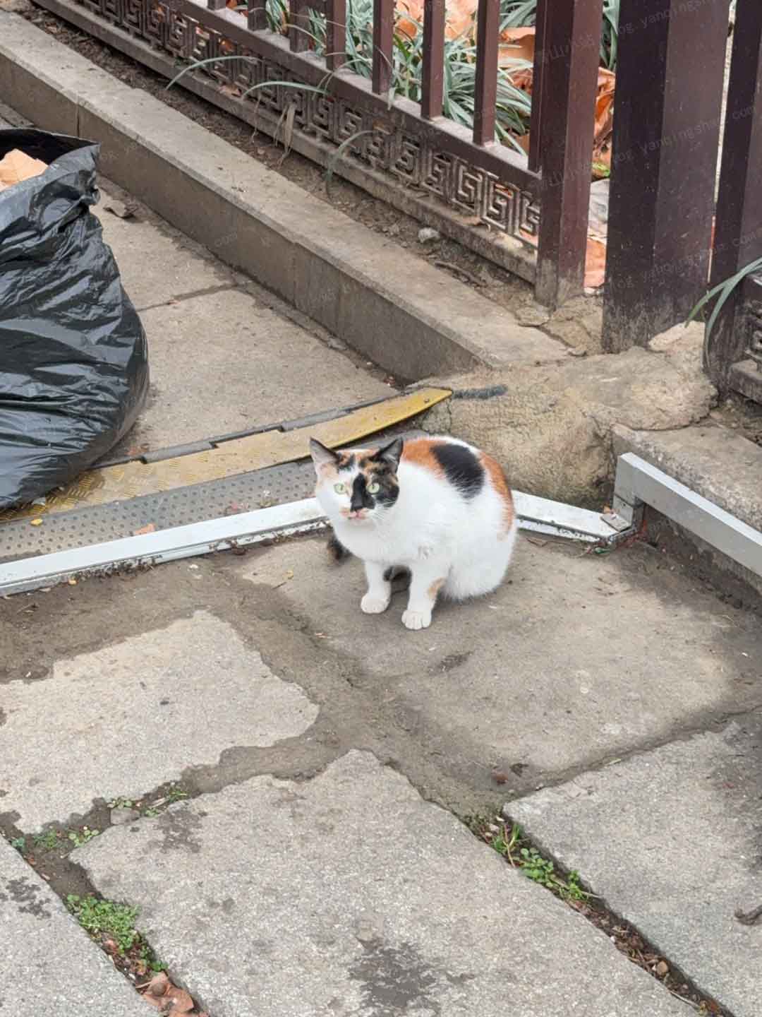 明故宫遗址公园的猫猫